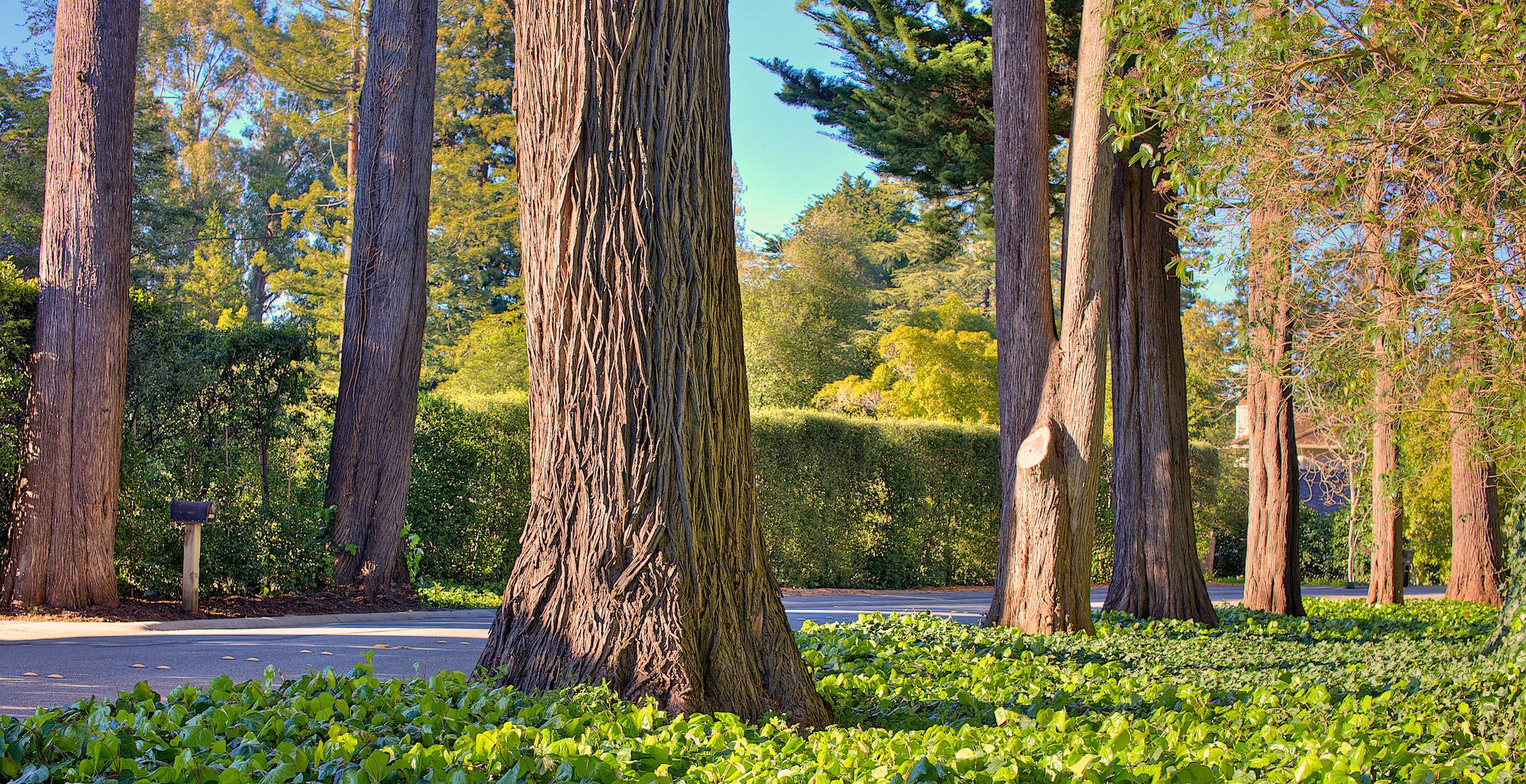 Big trees along a street in Hillsborough, CA